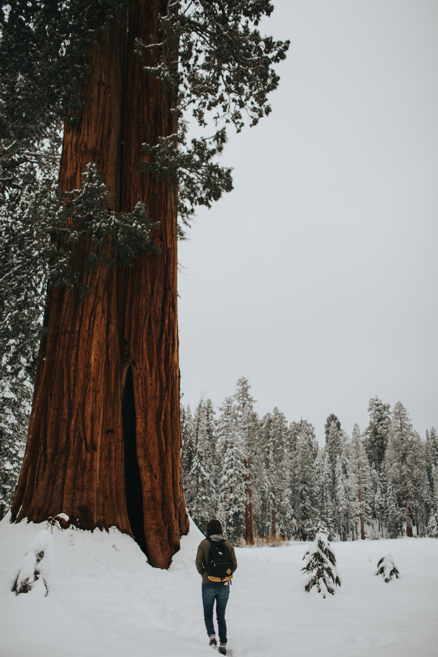 sequoia-national-park-adventure-ilumina-photography-6897.jpg